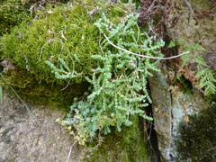 Sedum borissovae