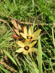 Ixia maculata