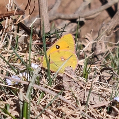 Colias fieldii