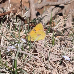 Colias fieldii