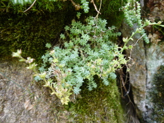 Sedum borissovae