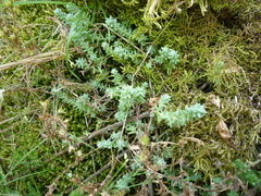 Sedum borissovae