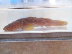 Chaenogobius gulosus