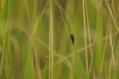 Lagria villosa