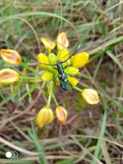 Closteromerus sexpunctatus