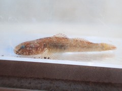 Chaenogobius annularis