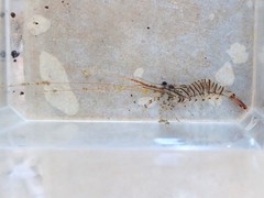 Palaemon pacificus