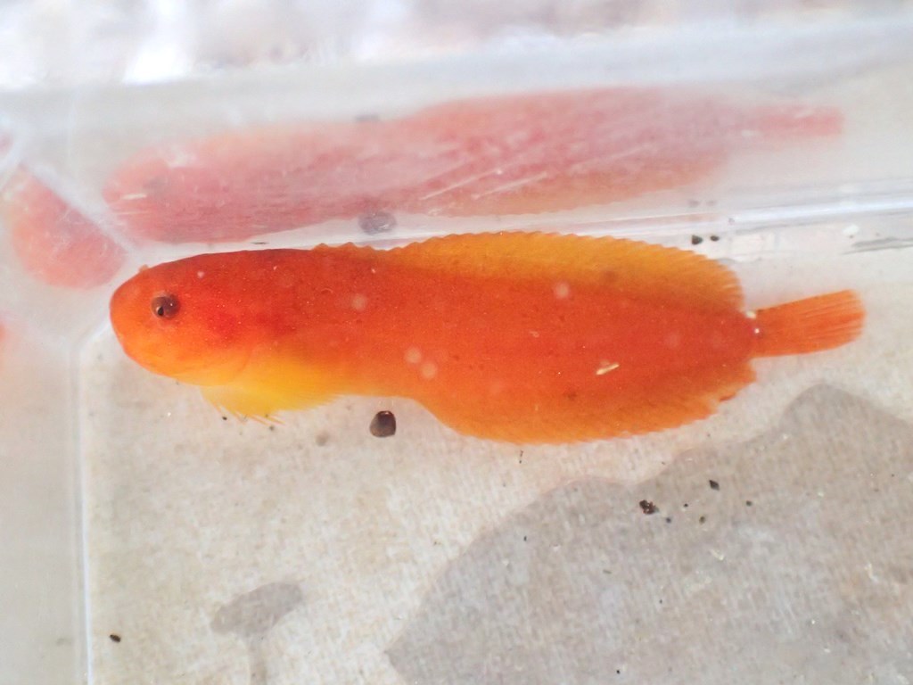 Punctured Snailfish