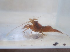 Heptacarpus futilirostris