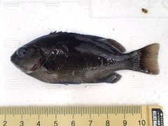 Girella punctata
