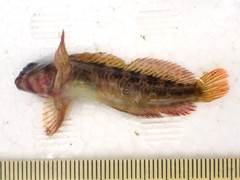 Parablennius yatabei