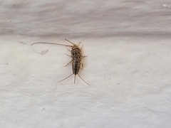 Ctenolepisma lineatum