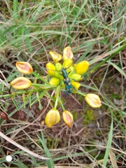 Closteromerus sexpunctatus