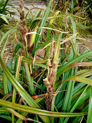 Carex trifida
