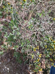 Genista scorpius scorpius