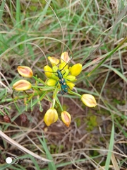 Closteromerus sexpunctatus