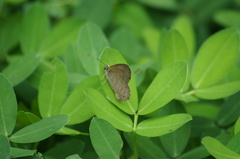 Cissia phronius