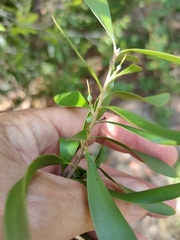 Persoonia amaliae