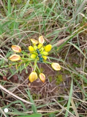 Closteromerus sexpunctatus