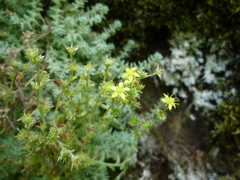 Sedum borissovae