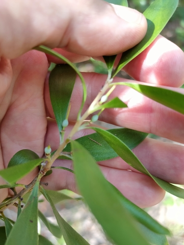 Image of Persoonia Amaliae (Persoonia amaliae) by (c) Tony van Kampen, some rights reserved (CC BY)