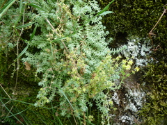Sedum borissovae
