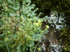 Sedum borissovae