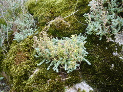 Sedum borissovae