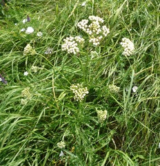 Achillea inundata
