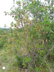 Diospyros