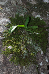 Cyrtorchis arcuata arcuata