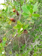 Diospyros