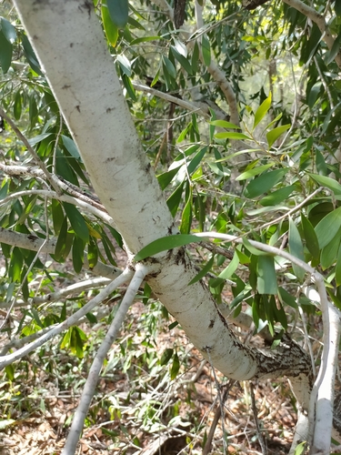 Image of Persoonia Amaliae (Persoonia amaliae) by (c) Tony van Kampen, some rights reserved (CC BY)