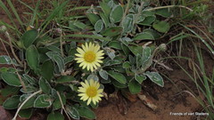 Haplocarpha lyrata