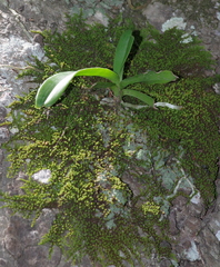 Cyrtorchis arcuata arcuata
