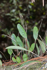 Lepanthopsis floripecten