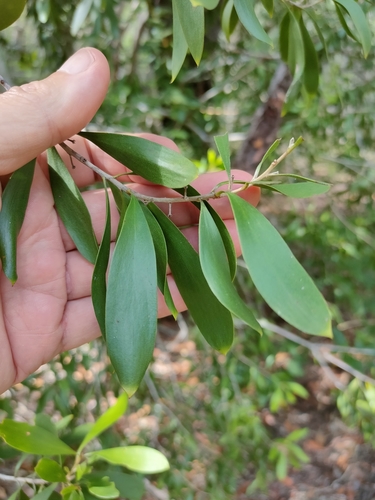 Image of Persoonia Amaliae (Persoonia amaliae) by (c) Tony van Kampen, some rights reserved (CC BY)