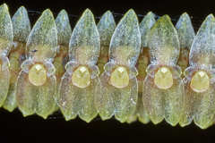 Lepanthopsis floripecten image
