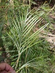 Grevillea whiteana