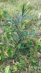 Macrozamia concinna