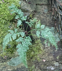 Asplenium ritoense