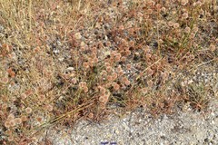 Armeria arenaria