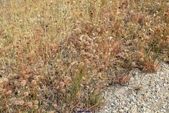 Armeria arenaria
