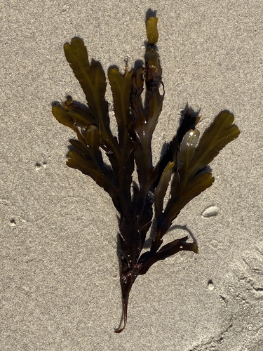Fucus serratus observed 2022-03-26