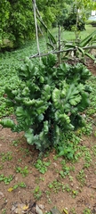 Euphorbia neriifolia