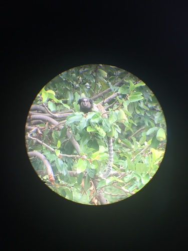 Black-tufted Marmoset