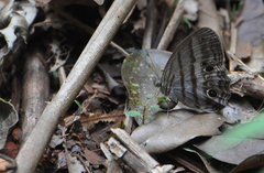 Magneuptychia lethra