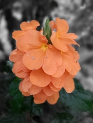 Crossandra infundibuliformis
