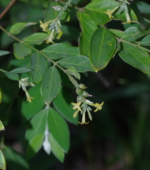 Englerodaphne ovalifolia