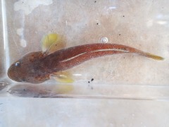 Chaenogobius gulosus